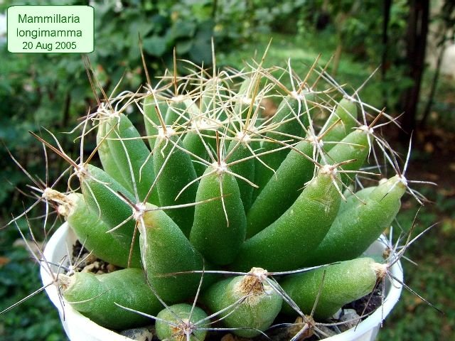 Mammillaria _longimamma _03